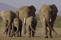 African Elephant (Loxodonta africana) herd with calves, Amboseli National Park, Kenya