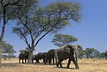 African Elephant (Loxodonta africana) group under Umbrella Thorn trees, Tarangire National Park, Tanzania