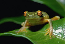 Australasian Tree Frog (Litoria sp) on leaf, Kikori River Delta, Papua New Guinea