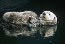 Sea Otter (Enhydra lutris) mother with baby, Point Defiance Zoo, Tacoma, Washington