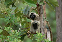 Pileated Gibbon (Hylobates pileatus) eating fruit, near Mae Hong Sun, Thailand