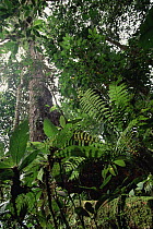 Looking up through the understory of montane tropical rainforest, Mt Bosavi, Papua New Guinea