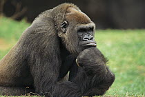 Western Lowland Gorilla (Gorilla gorilla gorilla) male portrait, endangered, native to Africa