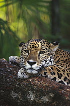 Jaguar (Panthera onca) resting, Belize Zoo, Belize