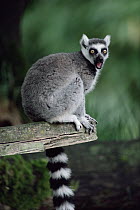 Ring-tailed Lemur (Lemur catta) calling, Woodland Park Zoo, Seattle, Washington, endemic to South Madagascar