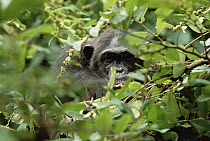 Chimpanzee (Pan troglodytes) eating in tree, Gombe Stream National Park, Tanzania