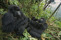 Mountain Gorilla (Gorilla gorilla beringei) family resting in rainforest, Virunga, Rwanda