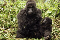 Mountain Gorilla (Gorilla gorilla beringei) mom and baby, Virunga Mountains nestled along the northern border of Rwanda, the Democratic Republic of the Congo and Uganda
