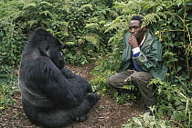 Mountain Gorilla (Gorilla gorilla beringei) and tracker, Virunga Mountains, Democratic Republic of the Congo