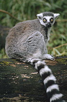Ring-tailed Lemur (Lemur catta) portrait, Madagascar