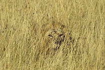 African Lion (Panthera leo) young male camouflaged in tall grass, Masai Mara, Kenya