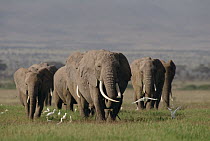 African Elephant (Loxodonta africana) matriarchal herd, Amboseli National Park, Kenya