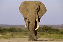 African Elephant (Loxodonta africana) bull, Amboseli National Park, Kenya