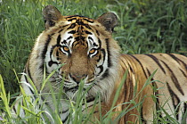 Bengal Tiger (Panthera tigris tigris), Hilo Zoo, Hawaii