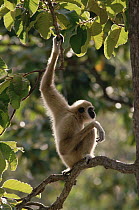 White-handed Gibbon (Hylobates lar) in tree, northern Thailand