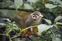 South American Squirrel Monkey (Saimiri sciureus), Monkey Island, Amazon Basin, Brazil