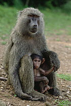 Olive Baboon (Papio anubis) with infant, Gombe Stream National Park, Tanzania