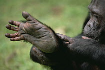 Chimpanzee (Pan troglodytes) foot, Gombe Stream National Park, central forested Africa