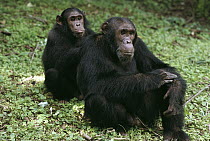 Chimpanzee (Pan troglodytes) grooming another individual, Gombe Stream National Park, Tanzania