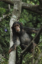 Chimpanzee (Pan troglodytes) juvenile in tree, Gombe Stream National Park, Tanzania