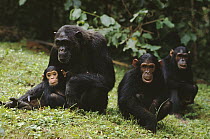Chimpanzee (Pan troglodytes) group, Gombe Stream National Park, Tanzania