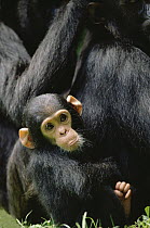 Chimpanzee (Pan troglodytes) grooming baby, Gombe Stream National Park, Tanzania