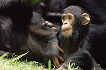 Chimpanzee (Pan troglodytes) mom and baby, Gombe Stream National Park, Tanzania