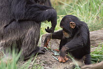 Chimpanzee (Pan troglodytes) teaching young male to use fishing tool, Washington Park Zoo