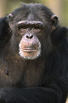 Chimpanzee (Pan troglodytes) male portrait, native to central and west forested Africa