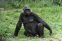 Western Lowland Gorilla (Gorilla gorilla gorilla) female, Woodland Park Zoo, Seattle, Washington