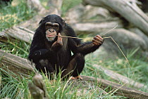 Chimpanzee (Pan troglodytes) uses fishing tool, Washington Park Zoo
