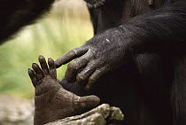Chimpanzee (Pan troglodytes) touching its foot, Gombe Stream National Park, Tanzania