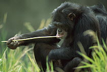Chimpanzee (Pan troglodytes) uses fishing tool to feed on insects, Washington Park Zoo