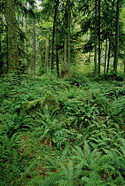 Understory fern profusion in temperate rainforest interior, Hoh Rainforest, Washington