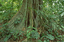 Apitong (Dipterocarpus grandiflorus) buttress root in lowland tropical rainforest interior, Malaysia