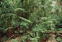 Mixed lowland dipterocarp tropical rainforest interior, Taman Negara National Park, Malaysia