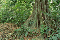 Buttress roots of tree in lowland dipterocarp tropical rainforest interior, Malaysia