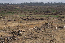 Scorched earth rainforest destruction showing stumps of logged trees with undisturbed rainforest in distance, Borneo
