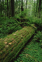 Fir (Abies sp) nurse log in temperate rainforest interior, Pacific coast, North America