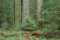 Young trees growing under ancient giants, temperate rainforest, North America