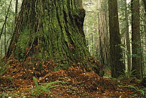 Coast Redwood (Sequoia sempervirens) old-growth tree in forest with mossy trunk, vulnerable, Pacific Coast, North America