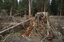 Temperate rainforest logging, Queen Charlotte Islands, British Columbia, Canada