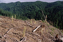 Replant of Douglas Fir (Pseudotsuga menziesii) in clearcut, Suislaw National Forest, Oregon