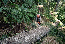 Loggers clear cutting temperate rainforest, Pacific coast, North America