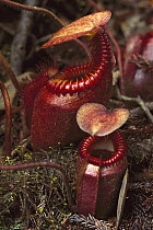 Villose Pitcher Plant (Nepenthes villosa) endemic, Mt Kinabalu, Borneo