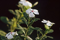 Rosy Periwinkle (Catharanthus roseus) in bloom, plants are harvested for medicinal use, Madagascar