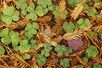 Woodsorrel (Oxalis sp) and Coast Redwood (Sequoia sempervirens) leaf litter, Pacific coast, North America