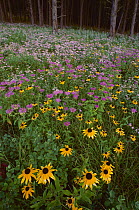 Wildflowers, Custer State Park, South Dakota