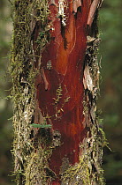 Pacific Yew (Taxus brevifolia) tree bark that is harvested for medicinal use, North America