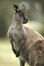Western Grey Kangaroo (Macropus fuliginosus) portrait, Australia